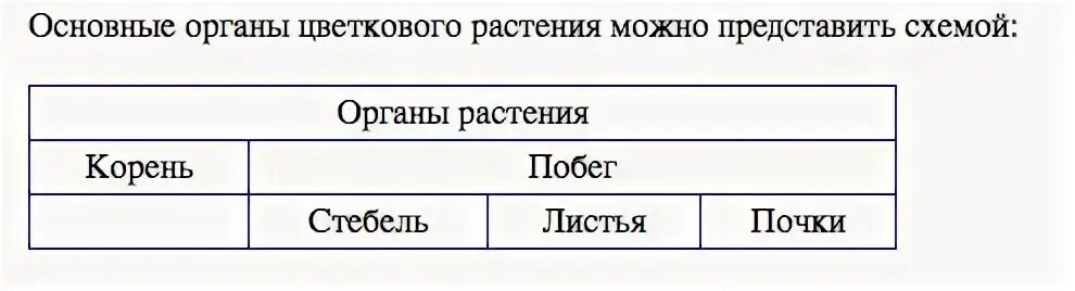 У мхов есть органы корень стебель листья