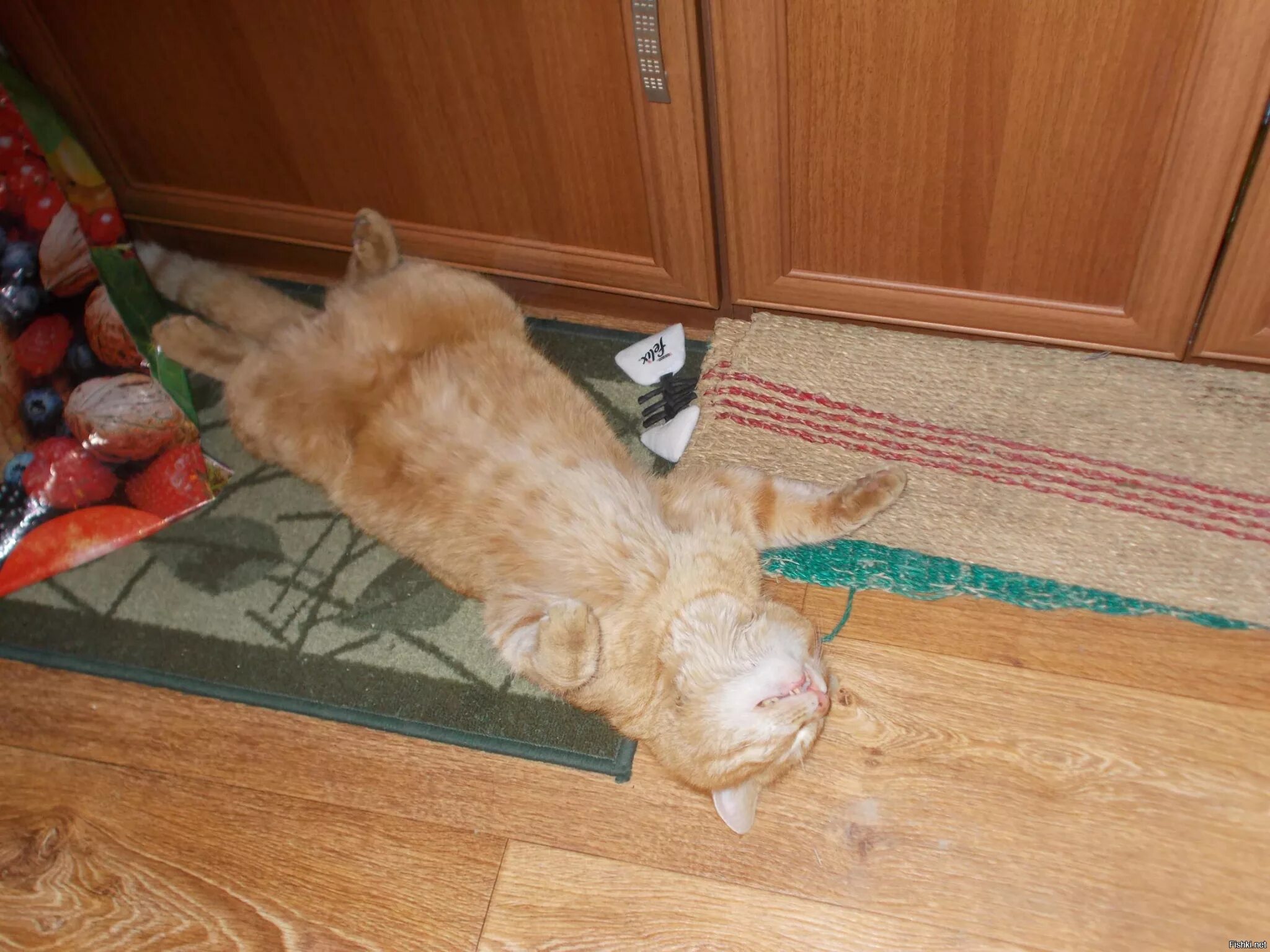Кот лежит у входной двери. Коврик для кота. ковер котик. кот лежит на коврике. котик спит на ковре.