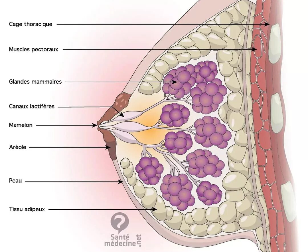 Молочная железа Ареола анатомия. Анатомия протоков молочной железы. Строение молочной железы анатомия. Послойное строение молочной железы.