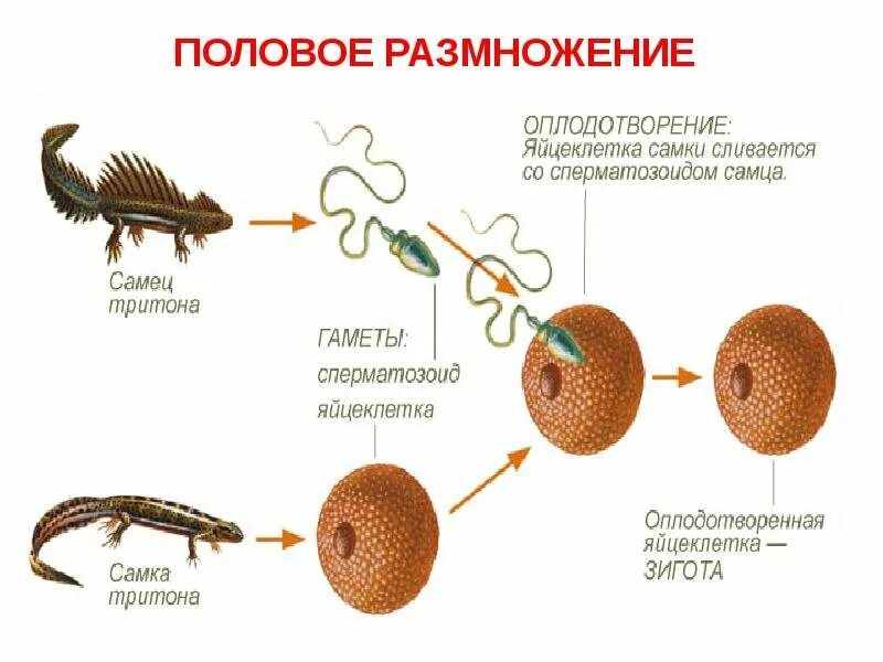 Чем оплодотворение отличается от. Половое размножение животных оплодотворение. Этапы полового размножения животных. Схема полового размножения животных. Схема формы размножения животных.