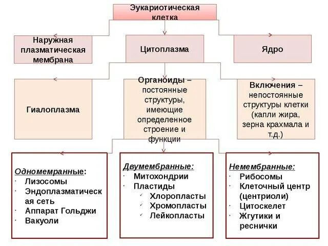 Функции составляющих клетки. Основные структурные компоненты клетки эукариот. Основные компоненты эукариотической клетки. Их строение и роль.. Основные компоненты эукариотических клеток. Основные компоненты клеток эукариот.