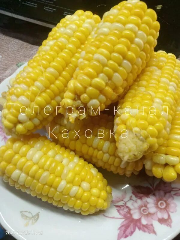 кукуруза макросъемка. горячая кукуруза в початке. кукуруза вызывает. кукуруза бондюэль в початках. кукуруза - zea mays l.