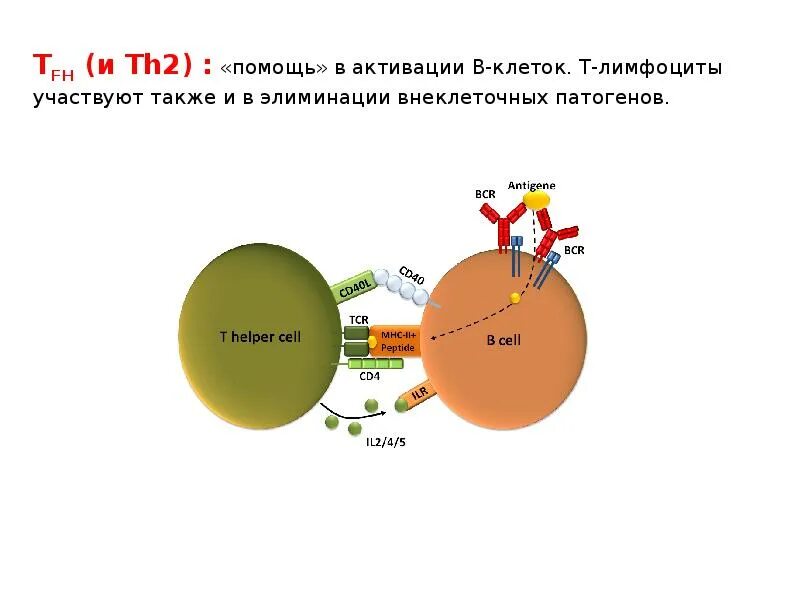 Th 2 x