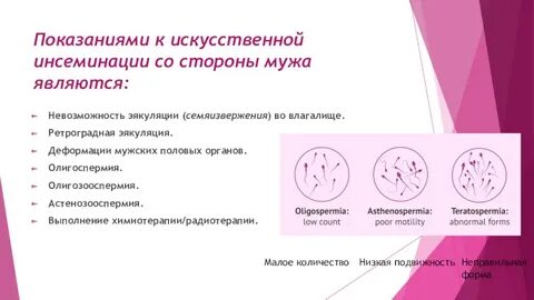 Искусственная инсеминация процент