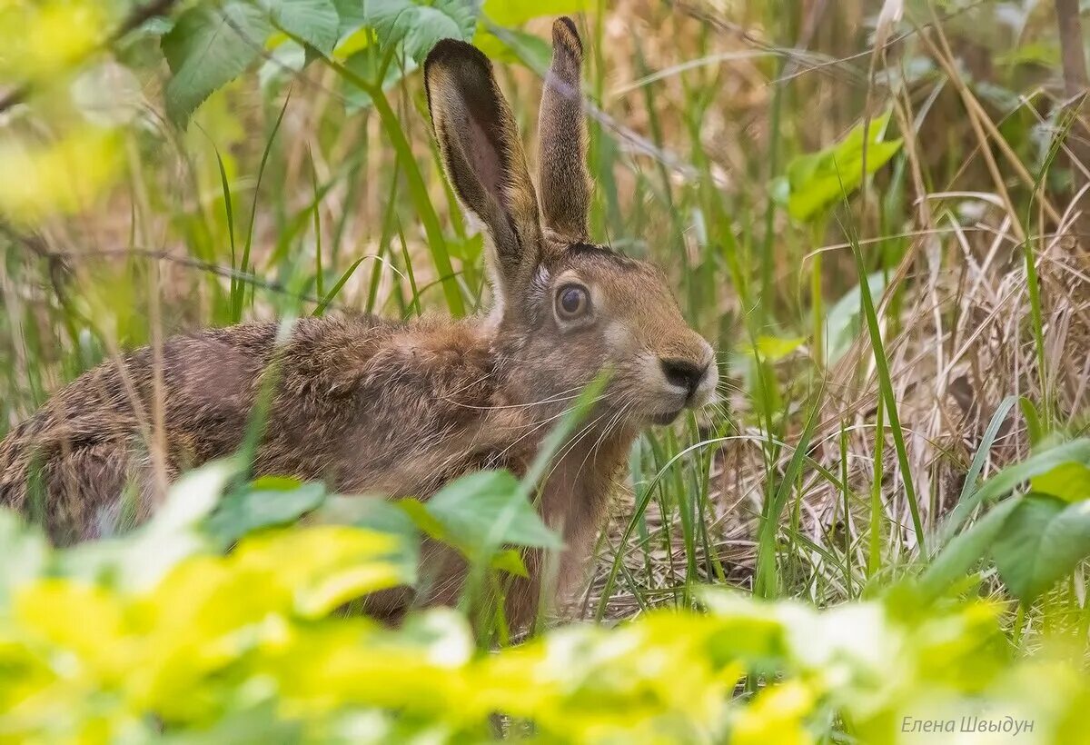 Заяц обитает в лесах. Заяц лесной. Жилище зайца. Где живет зайчик. Заяц под кустом.