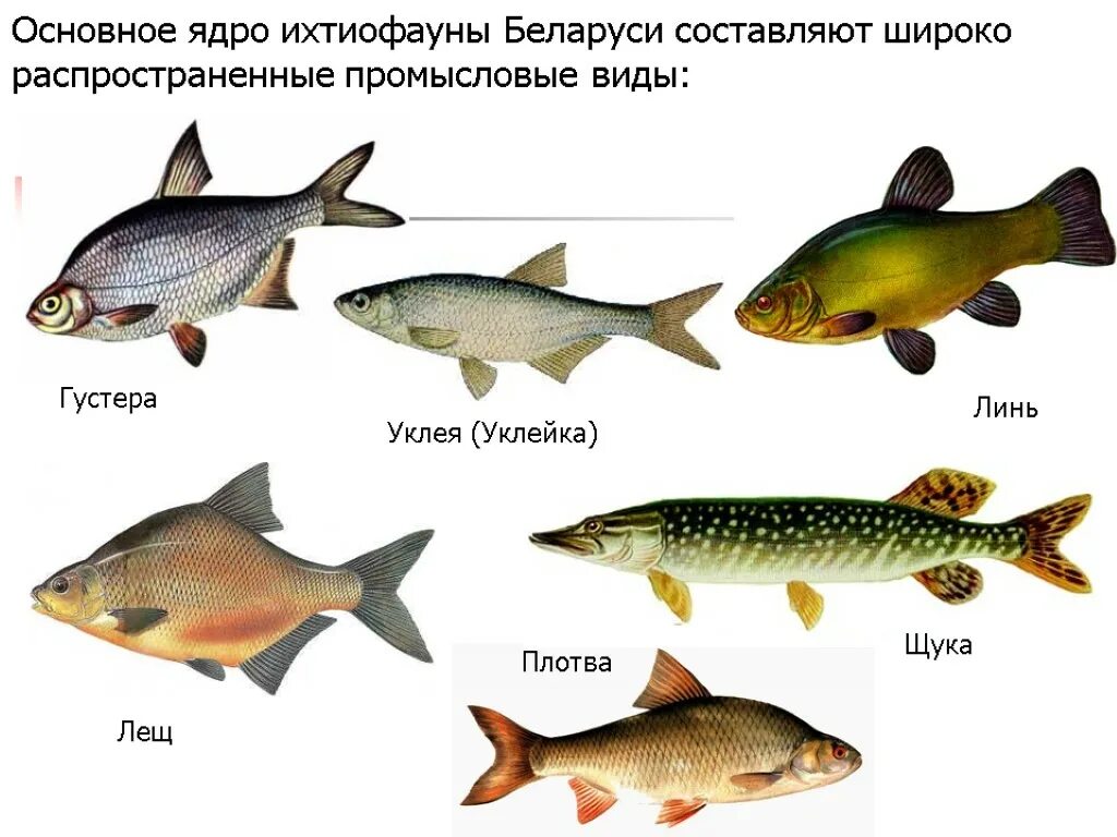 Какая рыба в белоруссии