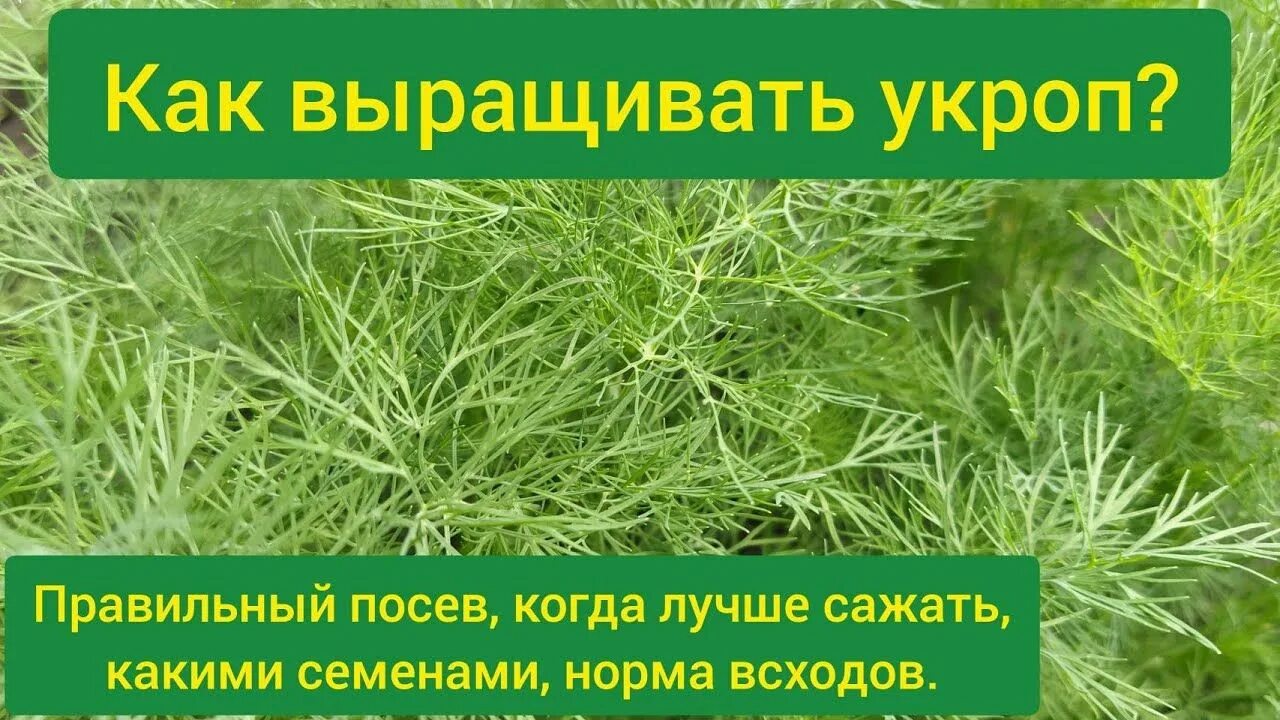 Посев укропа в открытый грунт весной семенами. Семена укропа для посадки на зелень. Как сажать укроп. Схема высадки укропа. Посадить укроп.