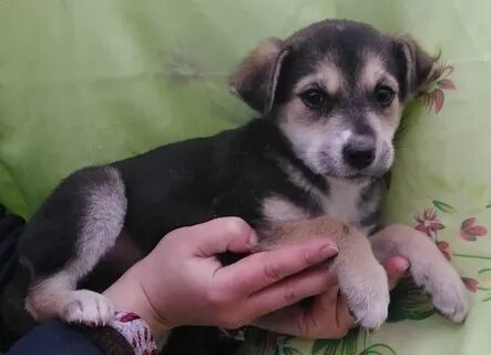 Авито животные смоленская