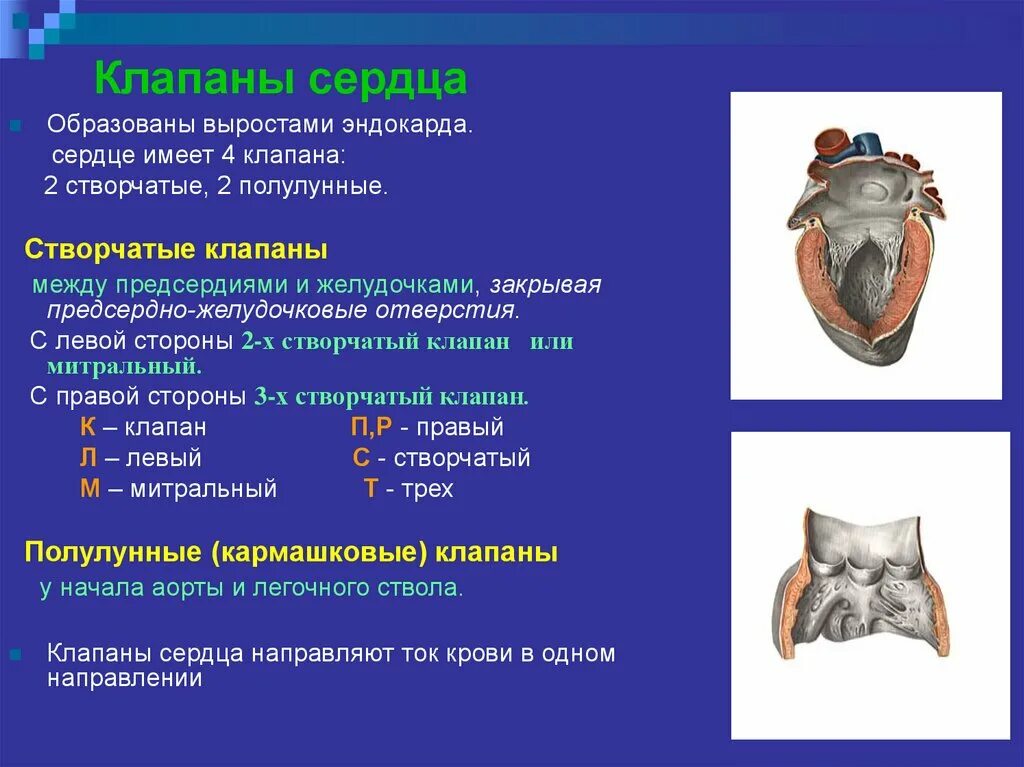 Какую функцию выполняют створчатые клапаны. Клапаны сердца строение и функции. Строение клапанов сердца физиология. Строение и функции сердечных клапанов. Функциональное значение клапанов сердца.