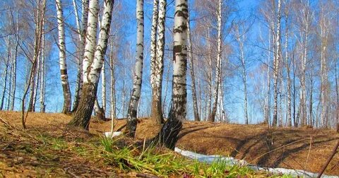 Весенний лес 2024