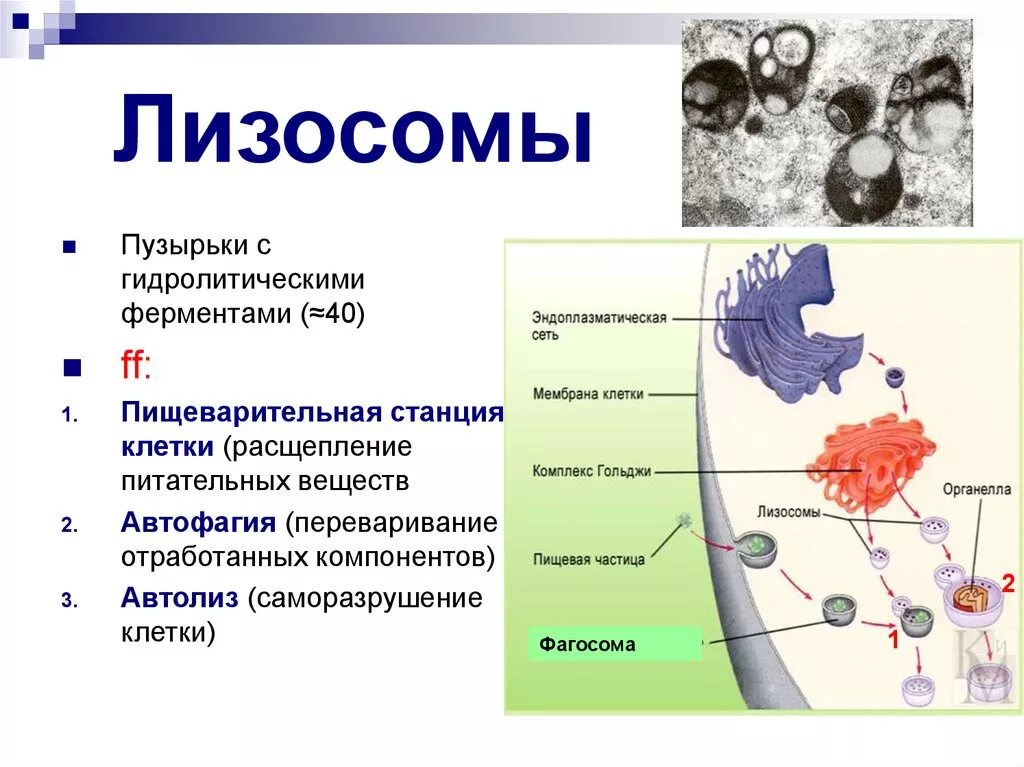 Образование лизосом происходит в. Схемы лизосомы строение и функции. Мембранные пузырьки и лизосомы\. Функции лизосом эукариотической клетки. Строение и функции лизосомы клетки.