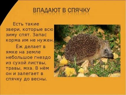 Про ежика впадающих в спячку