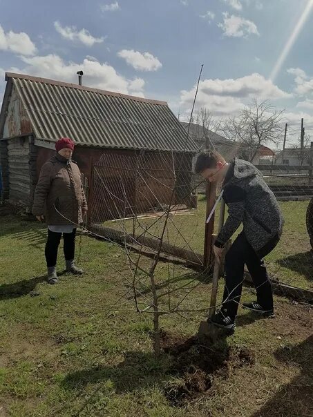 В первый день окопали 18 деревьев. В первый день окопали 18 деревьев