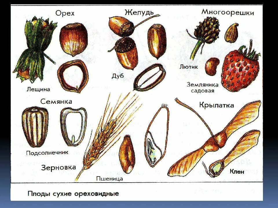 Околоплодник подсолнечника. Односемянные сухие плоды орешек. Ореховидные плоды Зерновка. Сухие плоды Зерновка семянка. Ореховидные плоды Желудь.