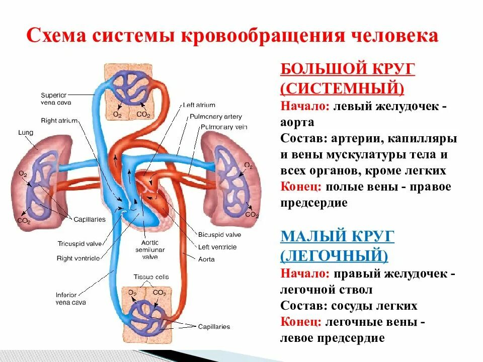 Система кровообращения большой и малый круг кровообращения. Вены малого круга кровообращения схема. Схема кругов кровообращения с указанием системы воротной вены. Круги кровообращения сердца схема.