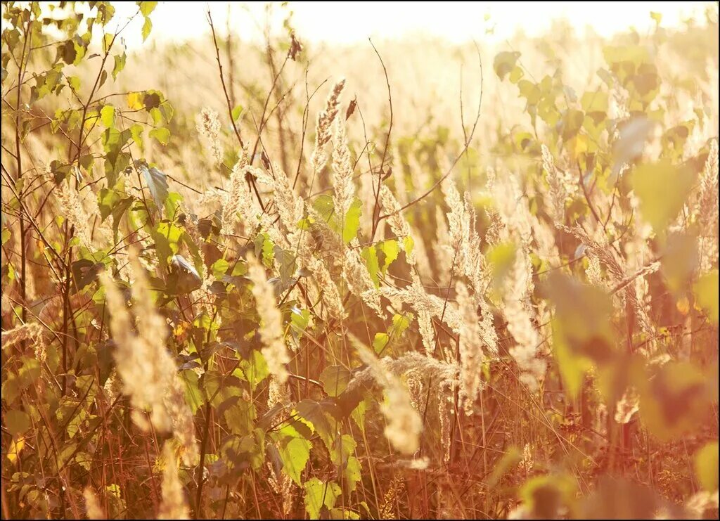 жаркое лето природа. фото уходящего лета. конец лета slutet pa sommaren. конец лета slutet pa sommaren. конец лета slutet pa sommaren.