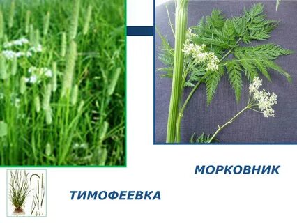 Морковник песня