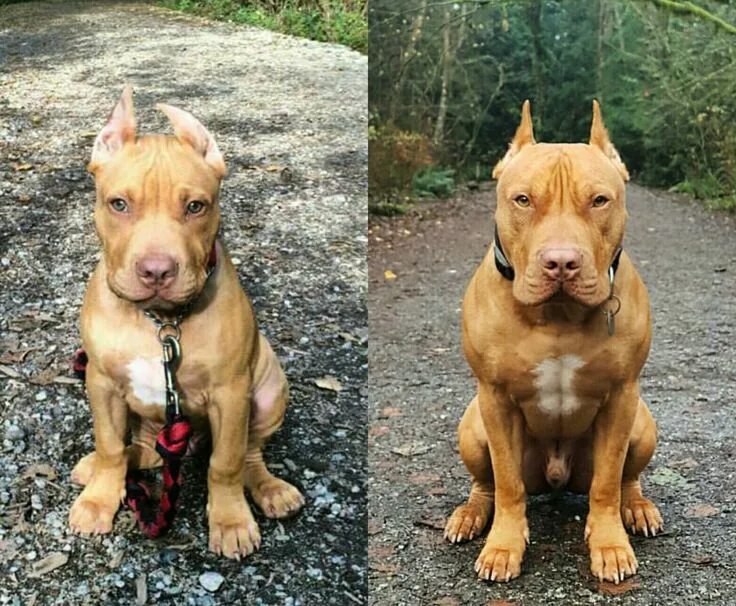 Купированные уши питбуля фото Ear-resistible Pitbulls, American pitbull terrier, Pitbull terrier