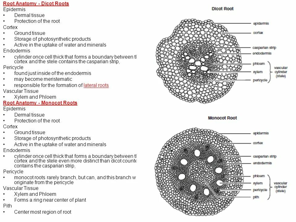 Round root. Root Anatomy. Dicot root. Monocot root dicot root. Tissues of root.