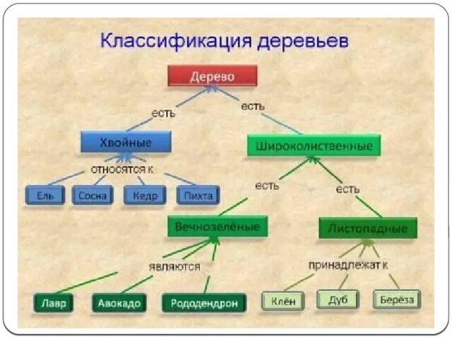 Классификатор деревьев. Классификация деревьев. классификация деревьев и кустарников. классификация древесины. систематика дерева.
