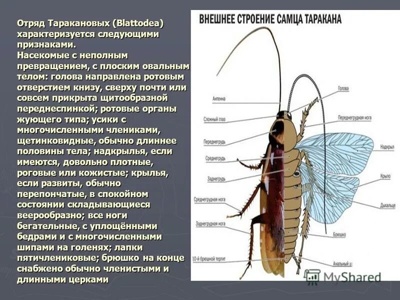 таракановые строение крыльев. внешнее строение черного таракана. чёрный тараканвнешнее строение. внешнее строение таракана. внешнее строение черного таракана рисунок.