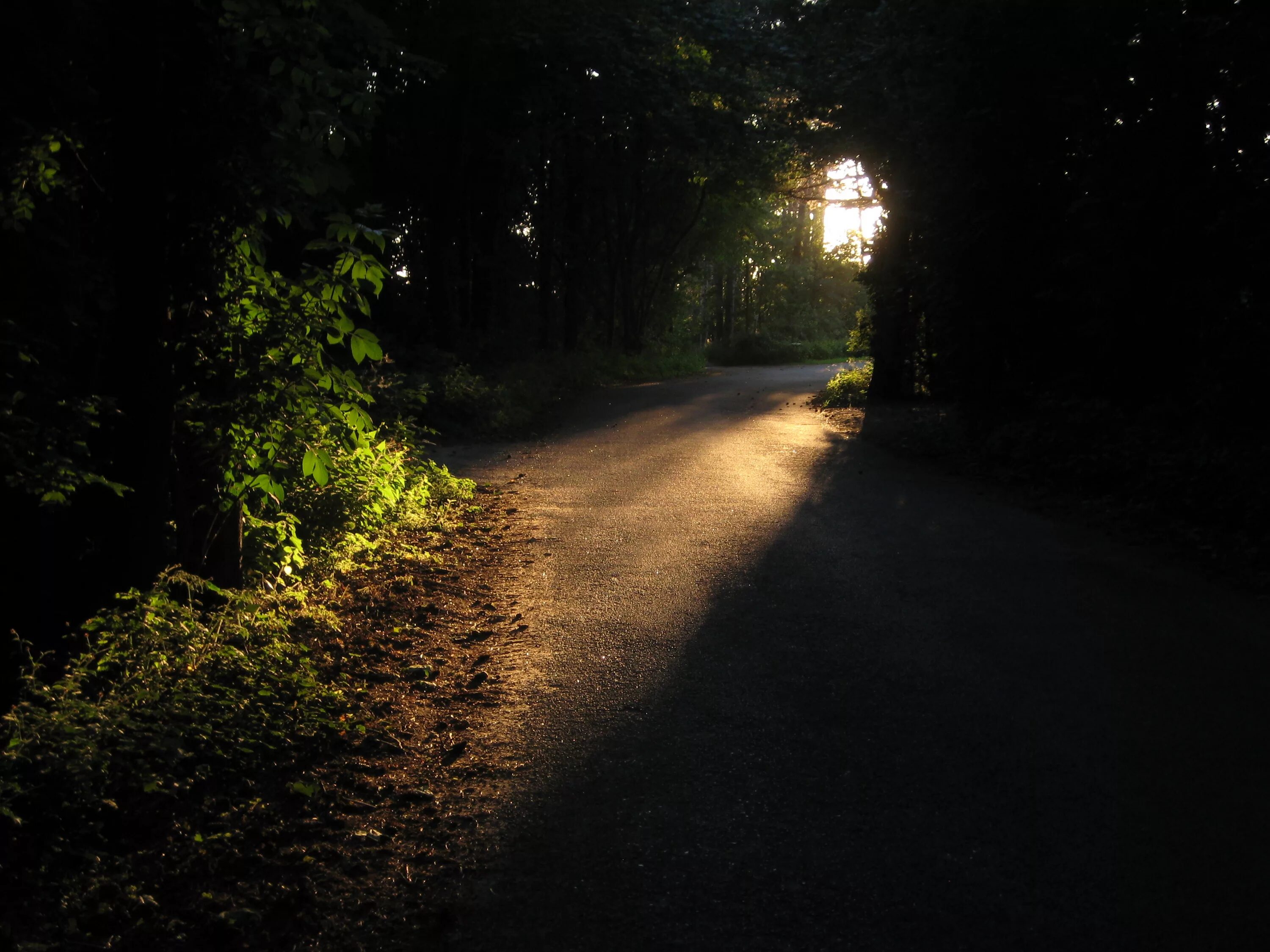 Тропинка в лесу ночью. Дорога в лесу. Лесная дорога ночью. Фонарь в лесу ночью.