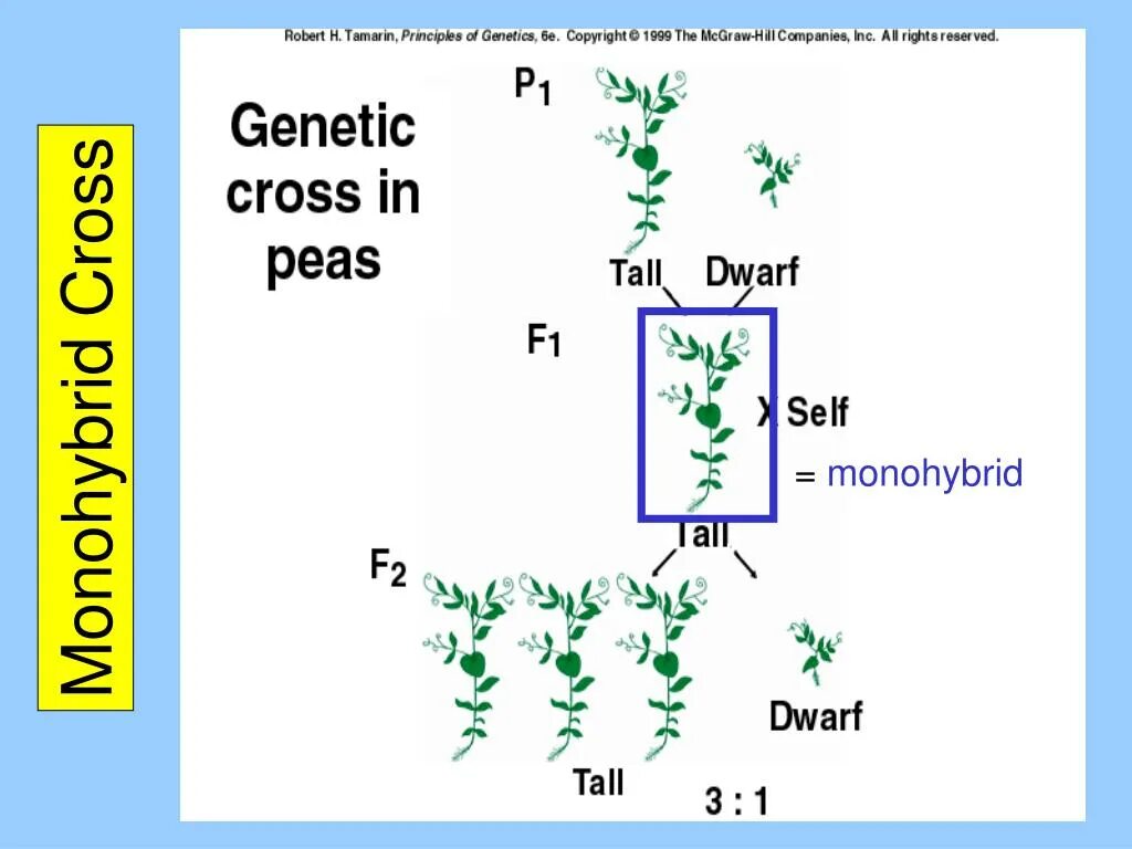 Monohybrid Crossing. Monohybrid Crossing Vegetables. Cross Definition. Hyibrid.