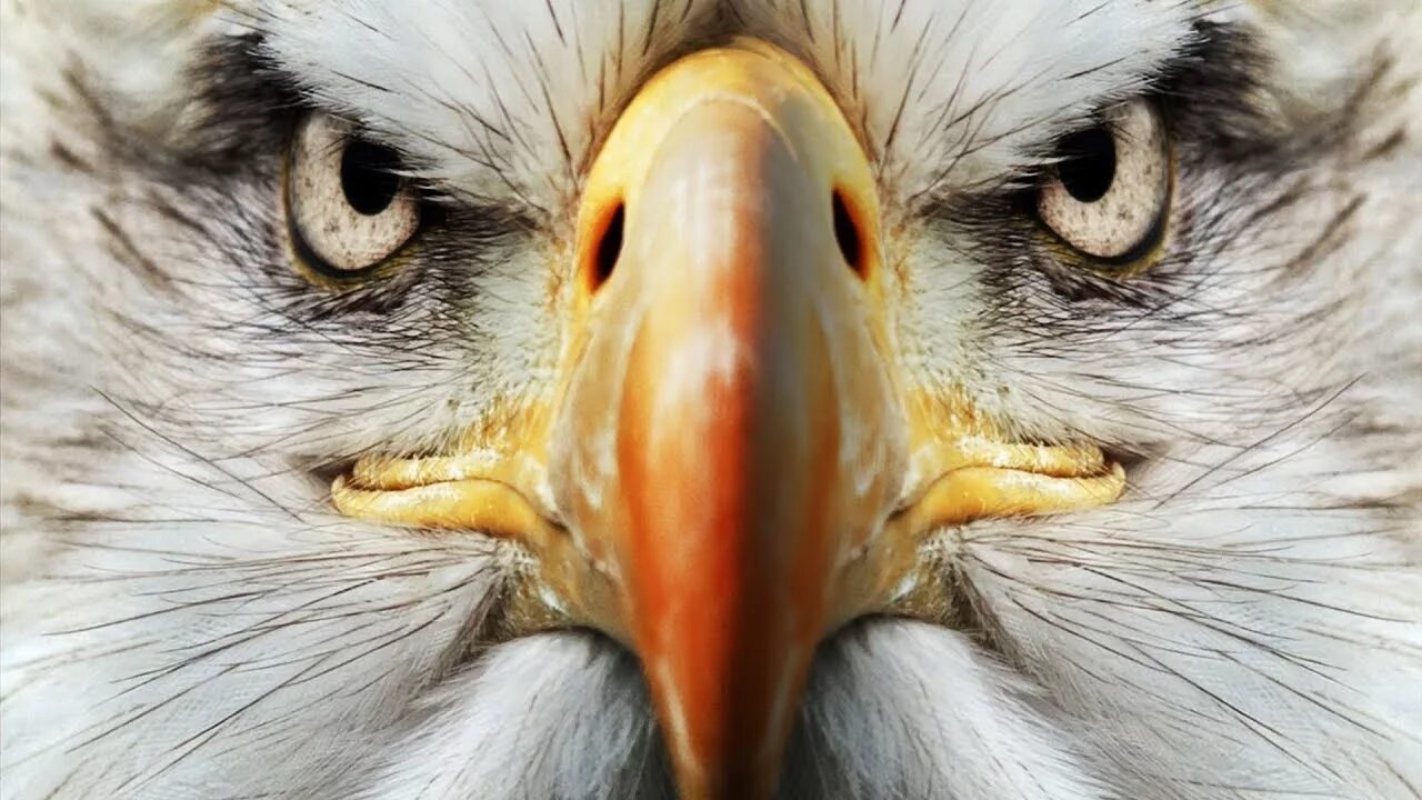 Белоголовый орлан анфас. Eagle eyes перевод. Eagle's eye secure you. Eagle eyes перевод. Eagle eye idiom.