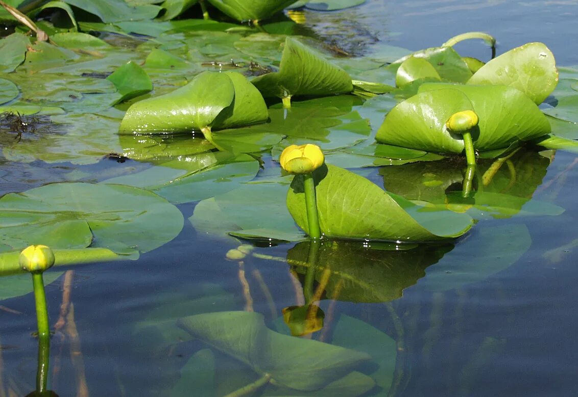 Водные растения у воды. Кувшинка желтая кубышка. Кубышка водные растения. Кубышка жёлтая водные растения. Кубышка жёлтая водная Лилия.