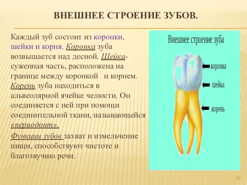 Анатомия зубов коронка шейка корень. Анатомия зуба коронка шейка корень. Строение зубов коронка шейка. Строение зуба коронка шейка. Какую функцию выполняет коронка зуба