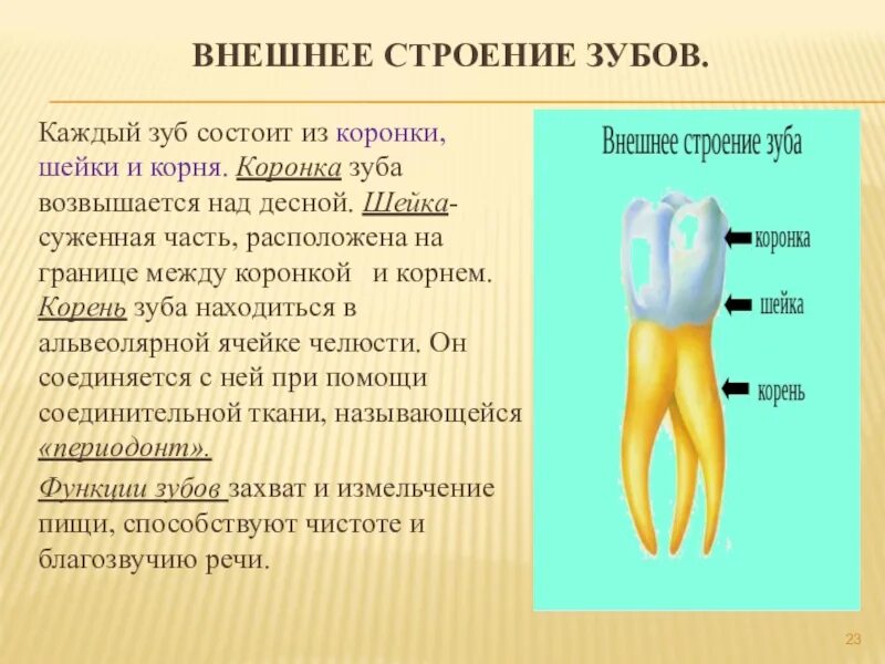 Какую функцию выполняет шейка зуба