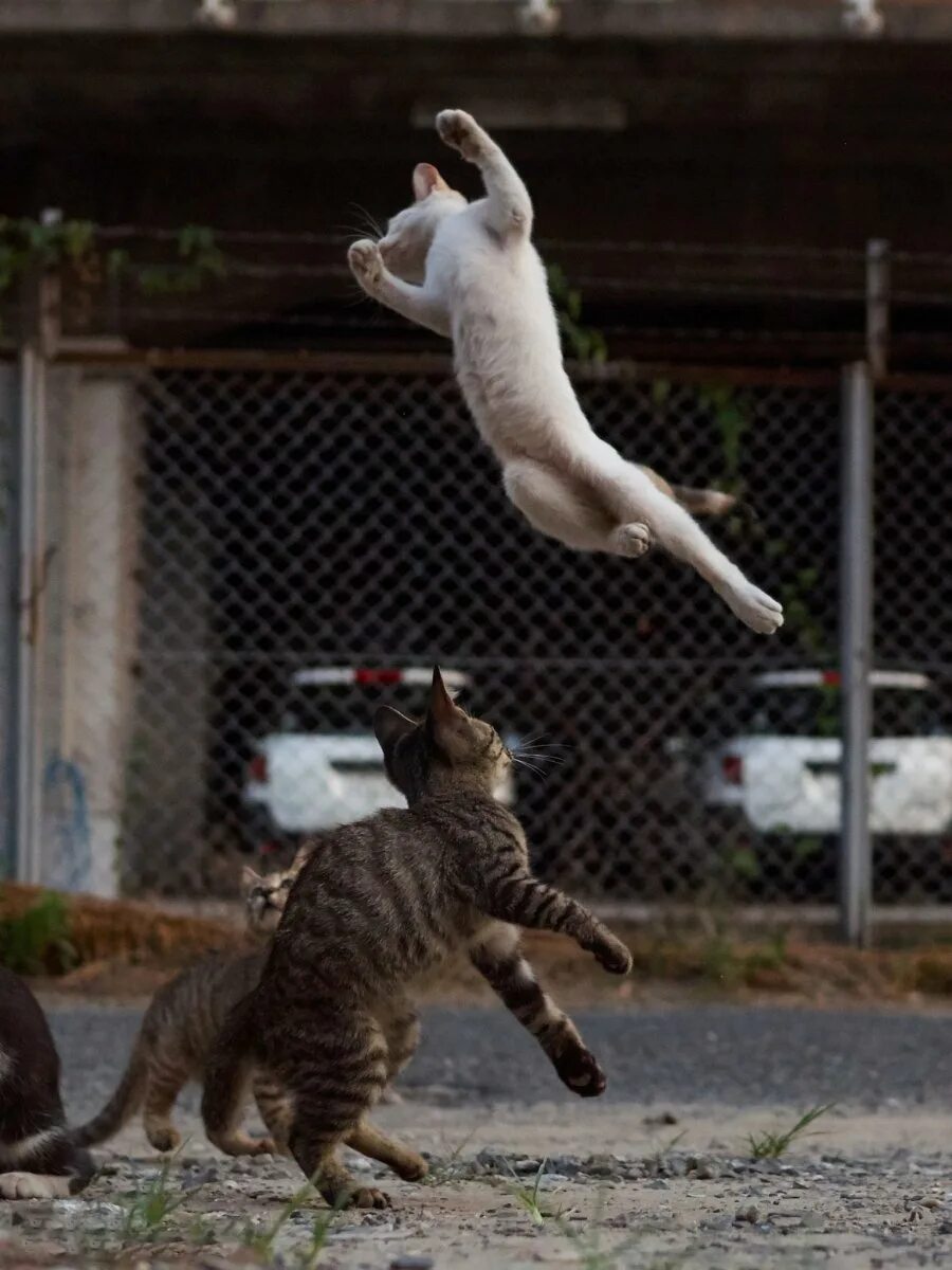 Кошка в прыжке. Кошка спрыгивает. Кот в ррыжкк.