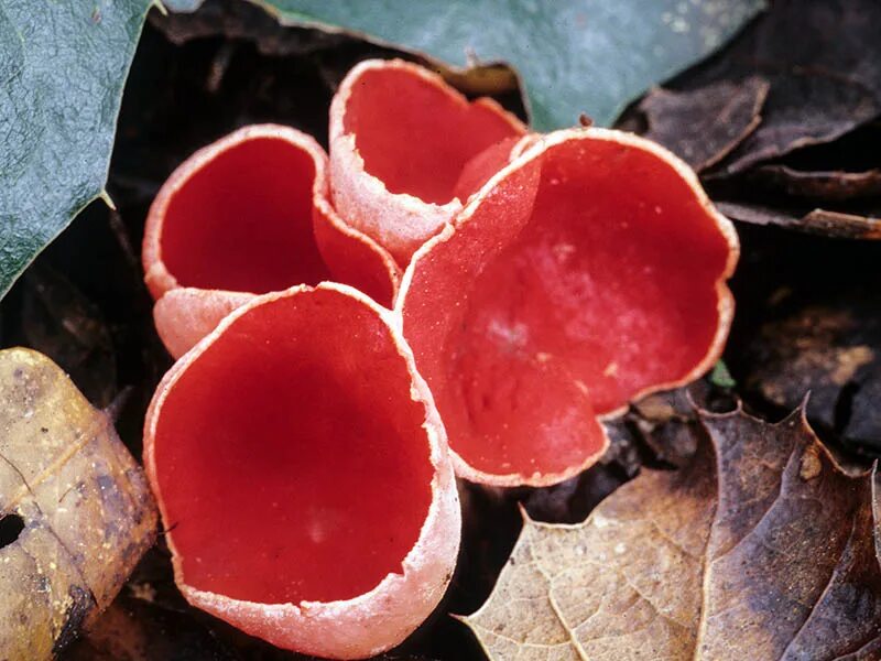 Соленые красные грибы. Саркосцифа Австрийская. Sarcoscypha coccinea. Гриб саркосцифа ярко красная. Саркосцифа алая.