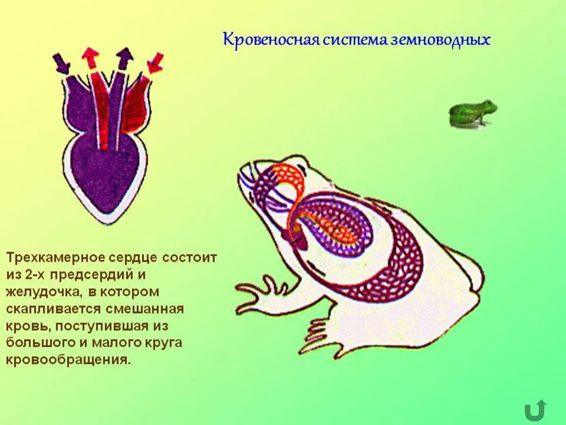 У ящерицы трехкамерное сердце. Ароморфозы кровеносной системы земноводных. Кровеносная система рыб земноводных пресмыкающихся. Сердечная система земноводных. Трехкамерное сердце.