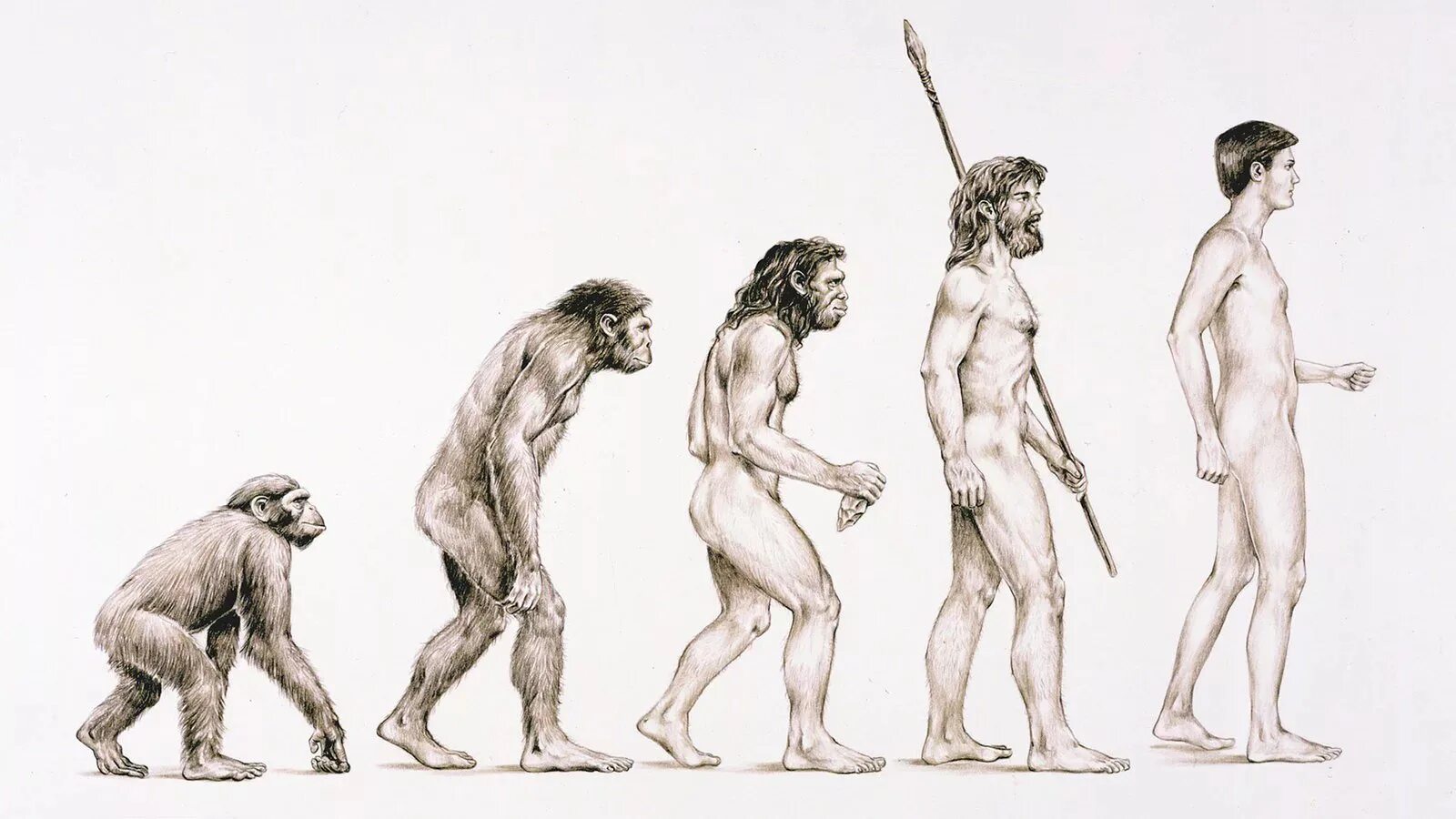 Эволюция Дарвин хомо. Эволюция Дарвин хомо сапиенс. Теория Дарвина о эволюции человека. Эволюция первобытного