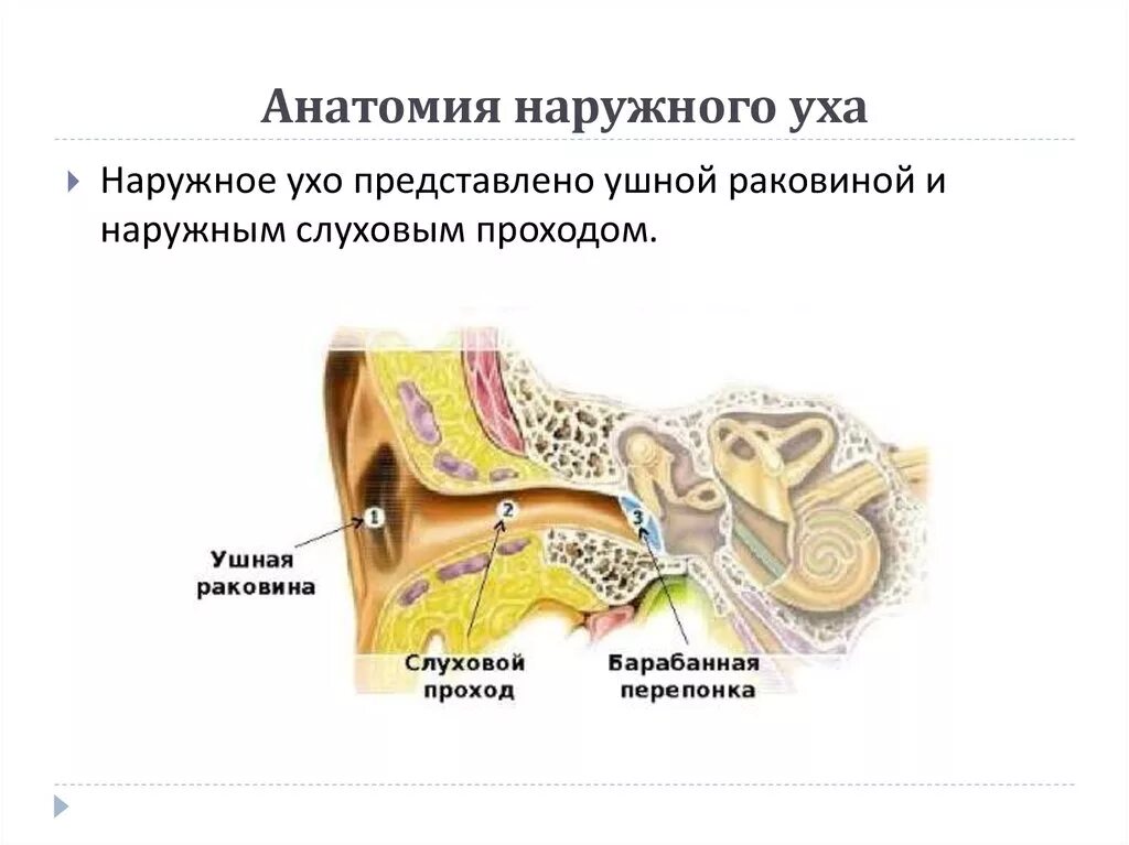 Наружное ухо состоит из ушной раковины. Анатомические структуры среднего уха. Анатомия наружного и среднего уха. Строение наружного уха. Анатомиянаружнего уха.