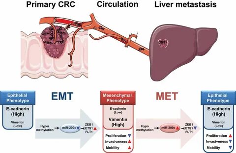 Liver auto
