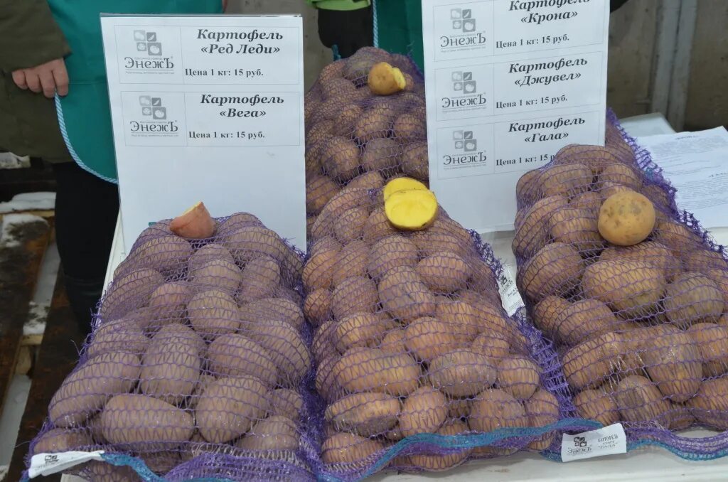 Сколько картошки в 1 кг. Картофель на рынке. Выставка картофель. Ярмарка картофеля в Чебоксарах. Картофель сорт выставочный.