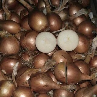 Севок радар описание сорта фото