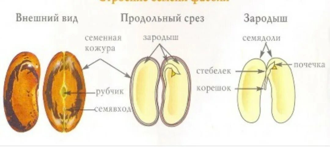 Строение зародыша семени фасоли. Внешнее строение семени фасоли. Строение семени фасоли. Плод фасоли строение семени. Что кроме зародыша и семенной кожуры находится