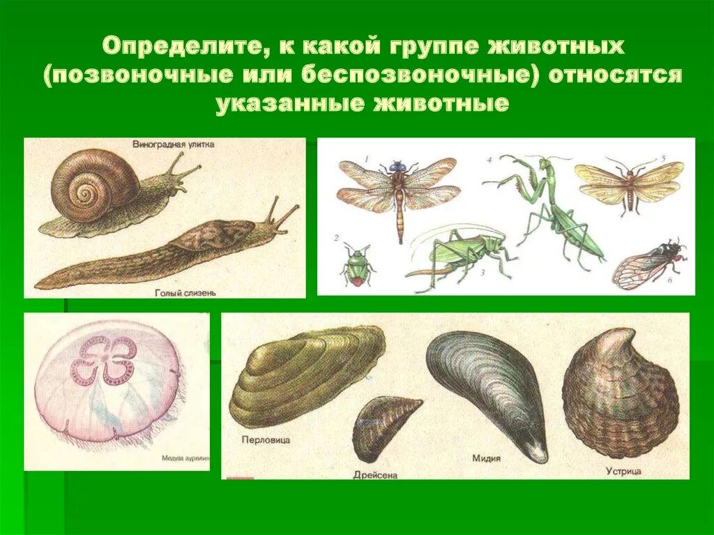 К группе беспозвоночных относится. Многоклеточное беспозвоночное. Позвоночные и беспозвоночные животные. Класс беспозвоночных животных. Беспозвоночные животные относятся.