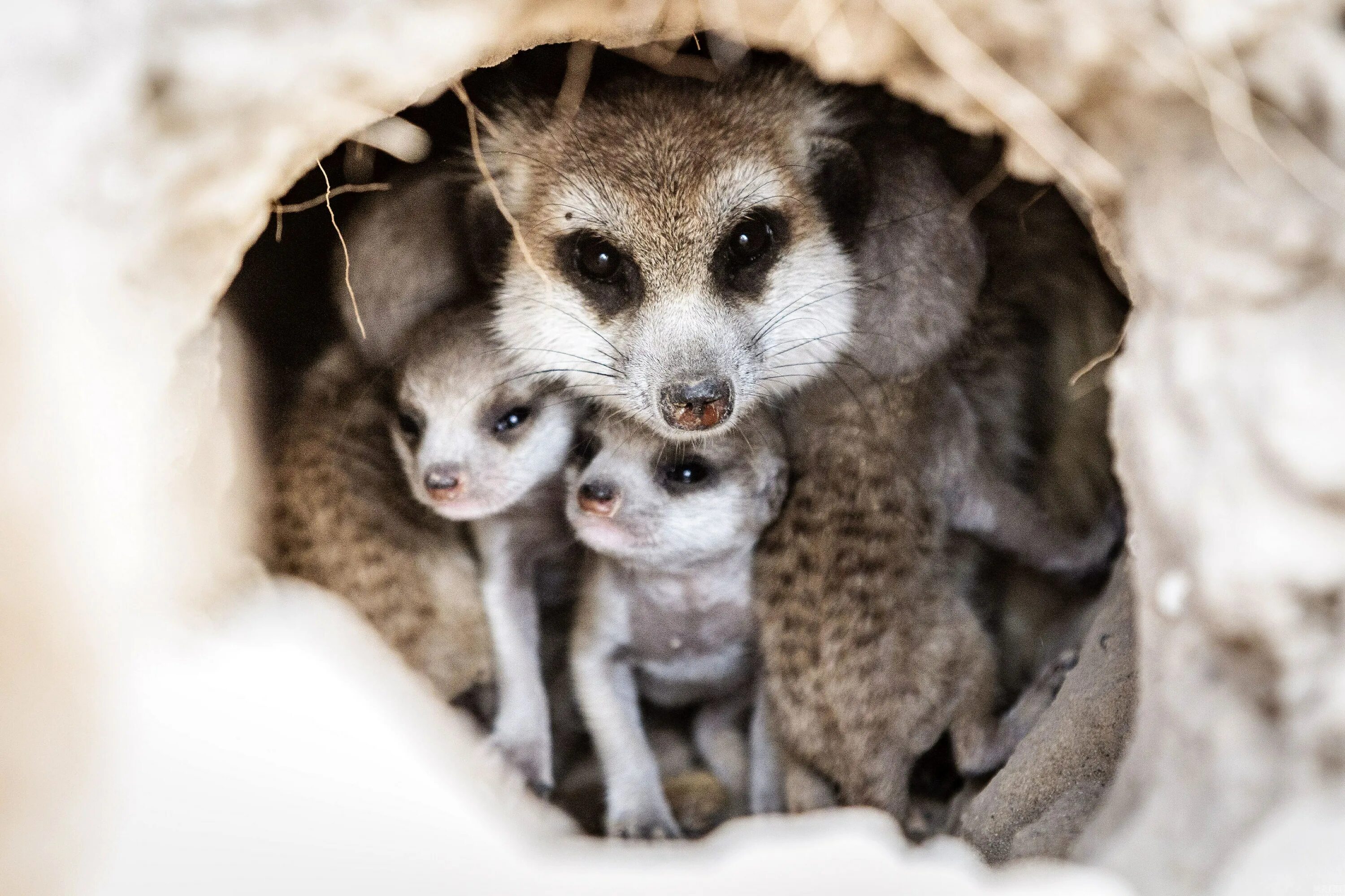 европейский барсук детеныш. медоед детеныш. название детенышей животных барсук. европейский барсук. барсук и детеныши барсучата.