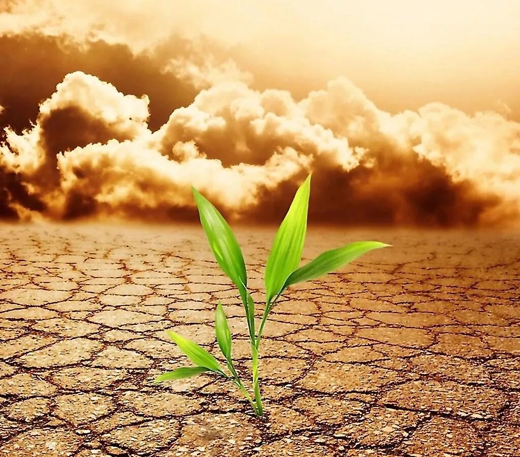 Засохшее дерево. Сухая жизнь. Потрескавшаяся земля в пустыне. Росток в сухой земле. Потрескавшаяся земля в пустыне.