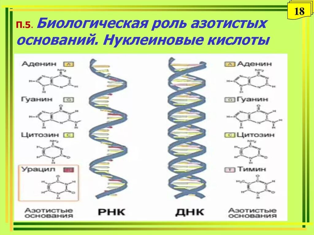 Биологическая роль нуклеиновых кислот. Строение и биологическая роль нуклеиновых кислот. Биологическая роль азотистых оснований. Нуклеиновые кислоты биология.