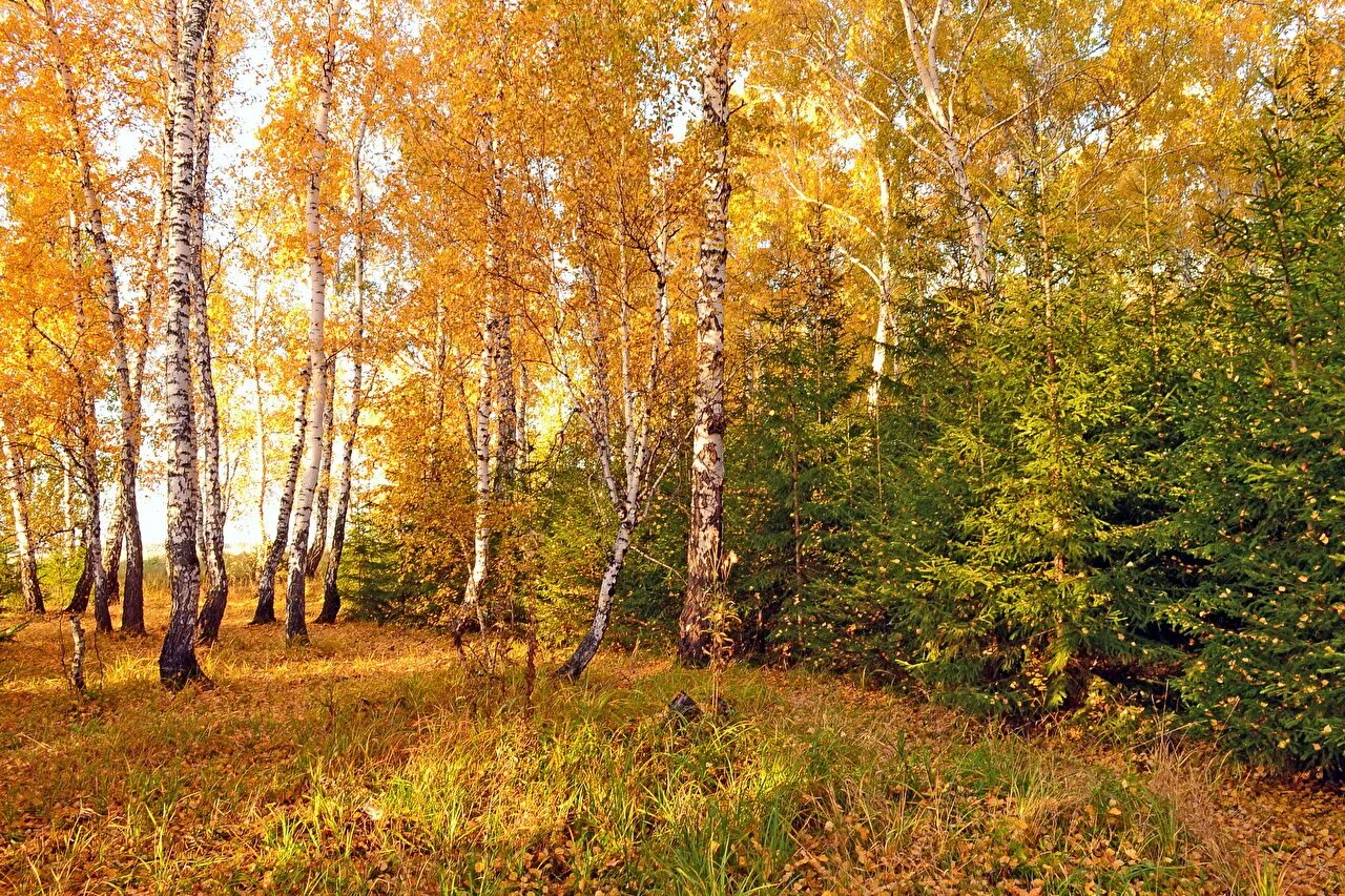 Золотая березовая роща осенью. Дерево осина осиновая роща. Осенний лес. Березова роща золотая осень. Осень в березовом лесу.