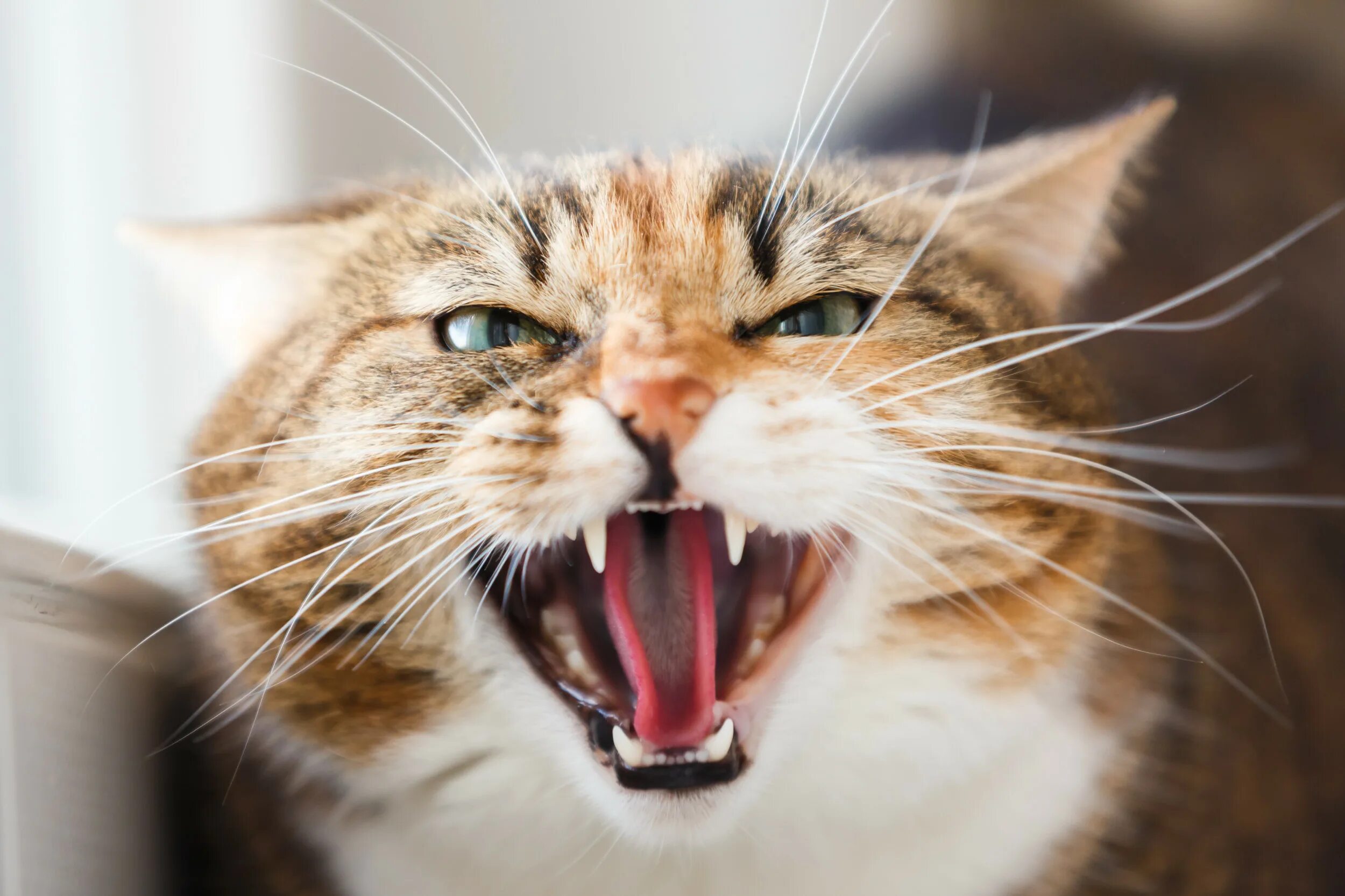 Агрессивные звуки котов