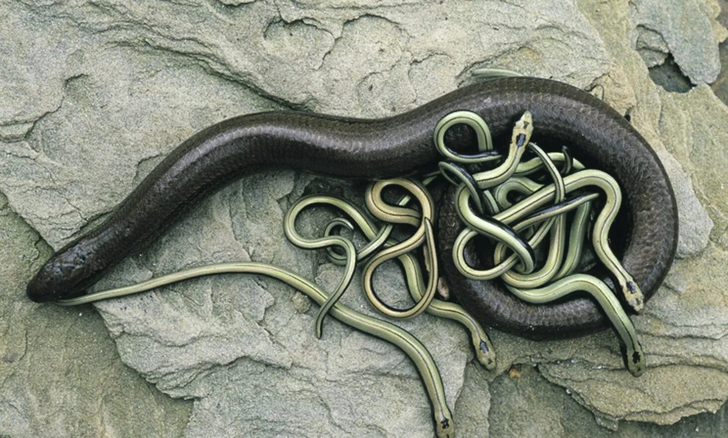 Хвост ящерицы. Карликовый варан ящерица. Слизень elysia cf. Веретеница ломкая хвост. Голубохвостый сцинк.