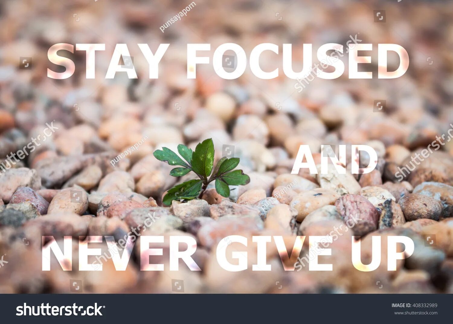 Never never plant. Stay Focused. Stay Focused расширение. Stay Focused Wallpaper. Stay Focused Kristin.
