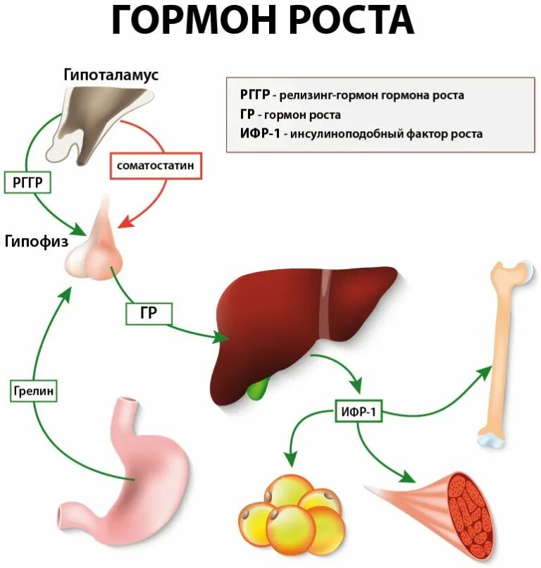 Гормон роста образуется в. Гормон роста образуется в