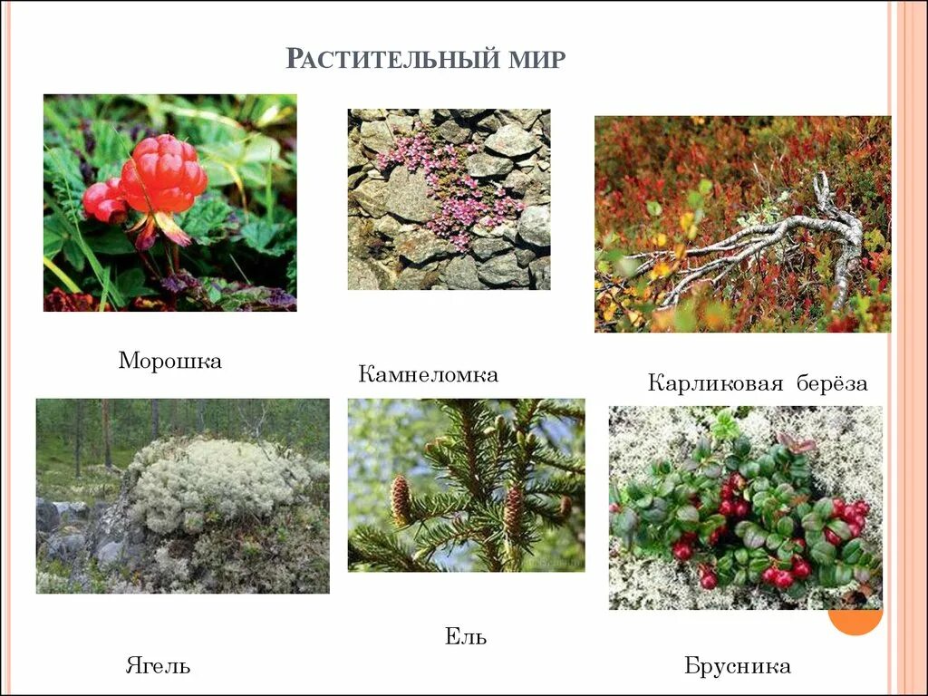 Растительные сообщества мурманской области. Ягель карликовая береза Полярная Ива. Ягель и карликовая береза. Растительный мир Мурманской области. Растительный мир карликовая береза.